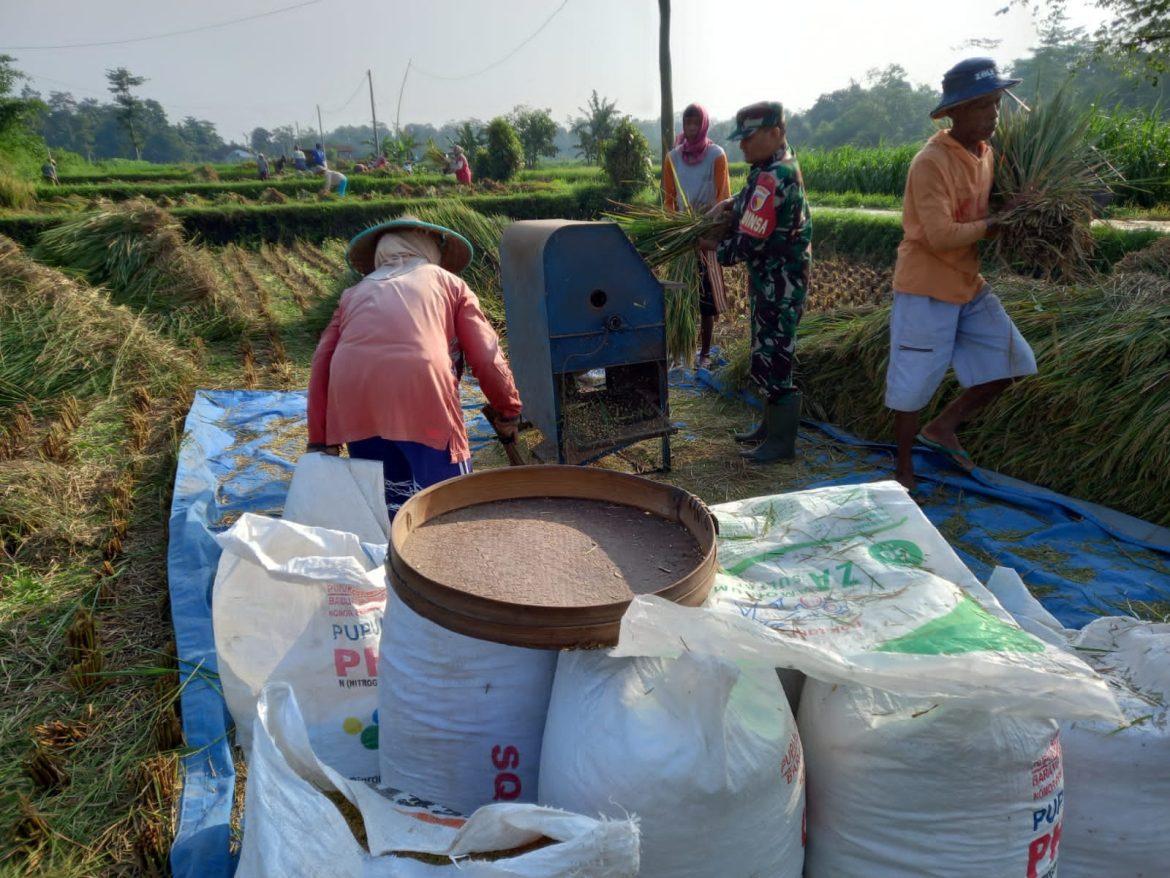 Kebersamaan TNI Dan Petani, Panen Padi Di Desa Gledug Berjalan Lancar